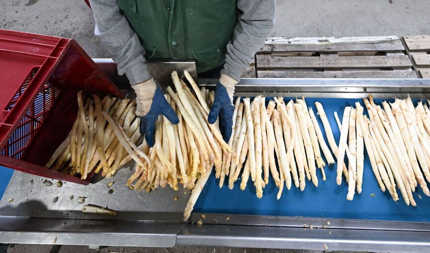 Auftakt der Spargelsaison