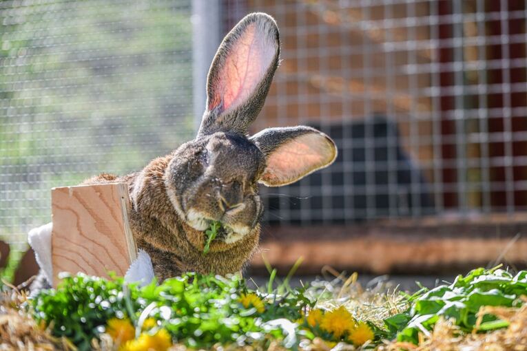 Der gelähmte Hase "Hot Wheels"