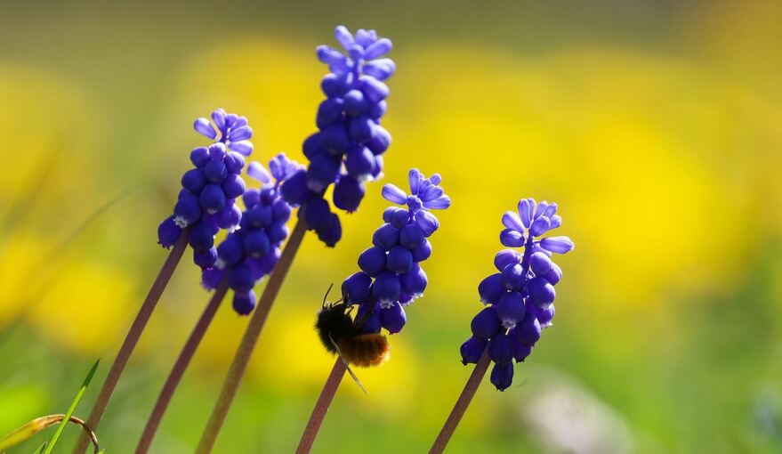 Frühling in Baden-Württemberg