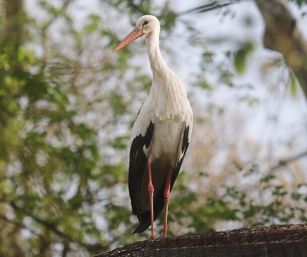 Vom Dach der Freiluftvoliere des Blühenden Barock genießen die Störche einen guten Rundumblick.
