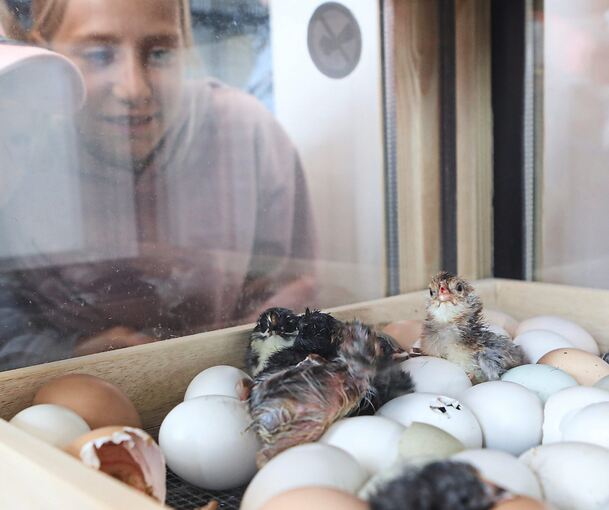 Unter den Augen der Kinder schlüpfen die Küken in der Schlupfbox.