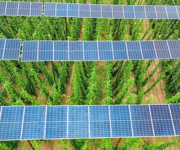 Das Beispiel aus Bayern dürfte im Kreis eher exotisch bleiben: In sechs Metern Höhe erzeugen Solarpanels über einem Hopfenfeld auf einer Fläche von 1,3 Hektar Solarstrom für etwa 200 Haushalte.