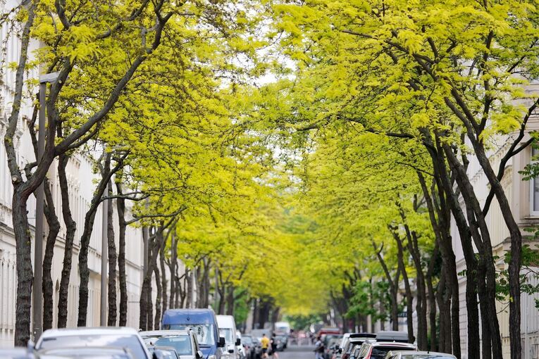 Gleditschien-Bäume sorgen in Innenstädten für Grün