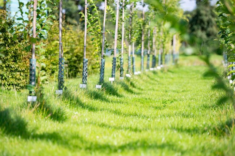 Auf der Suche nach dem Stadtbaum der Zukunft