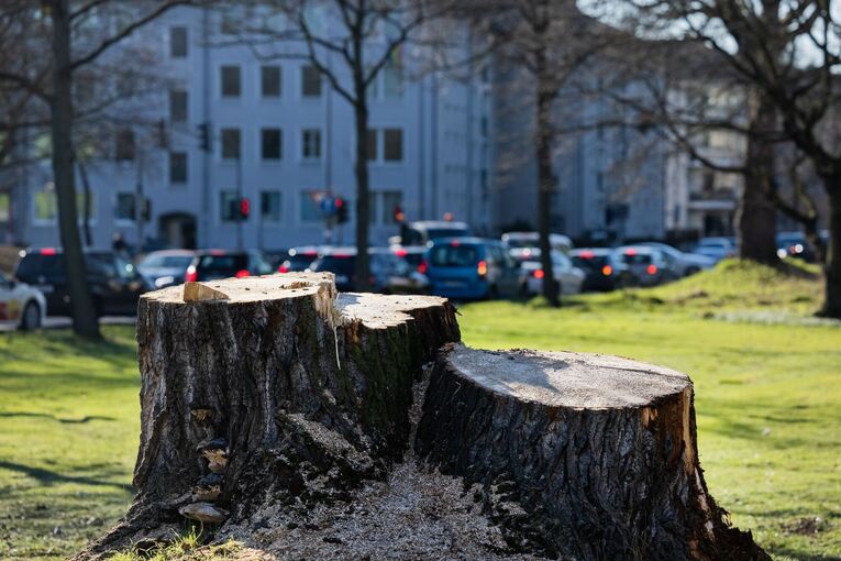 Kranke Stadtbäume in Nordrhein-Westfalen