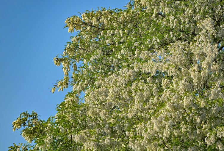 Robinien blühen in voller Pracht