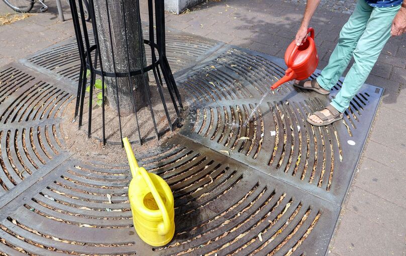 Trockene Bäume in Sachsens Städten