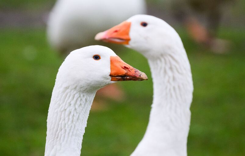 Weihnachtsgänse Weihnachtsgänse