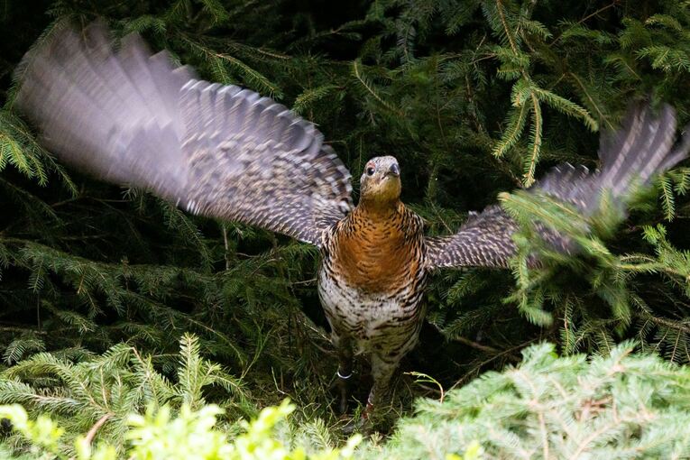 Auswilderung von Auerhühnern Auswilderung von Auerhühnern