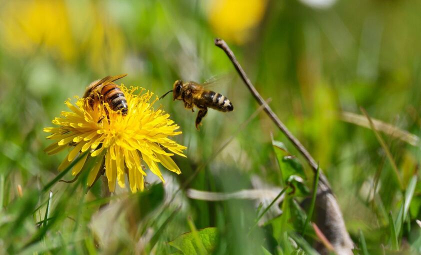 Frühling in Baden-Württemberg Frühling in Baden-Württemberg