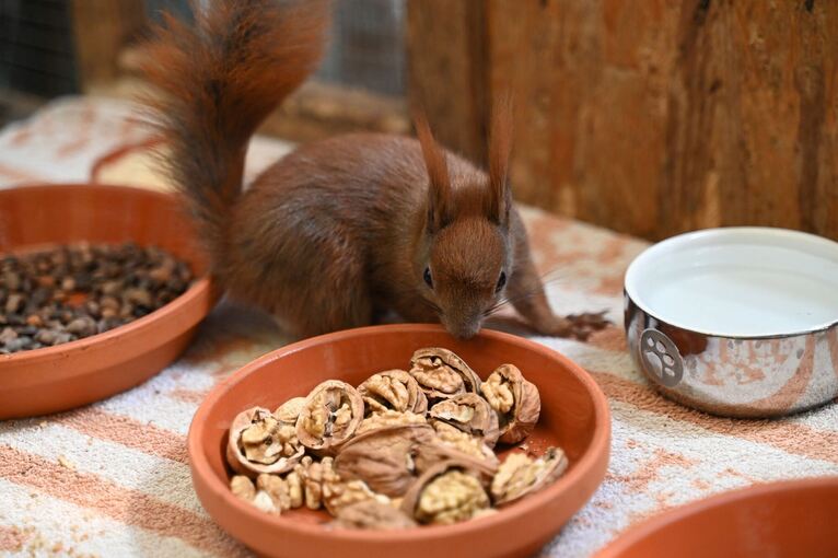 Auffangstation für Eichhörnchen in Teltow