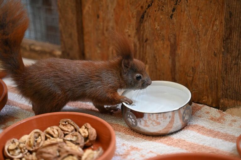 Auffangstation für Eichhörnchen in Teltow