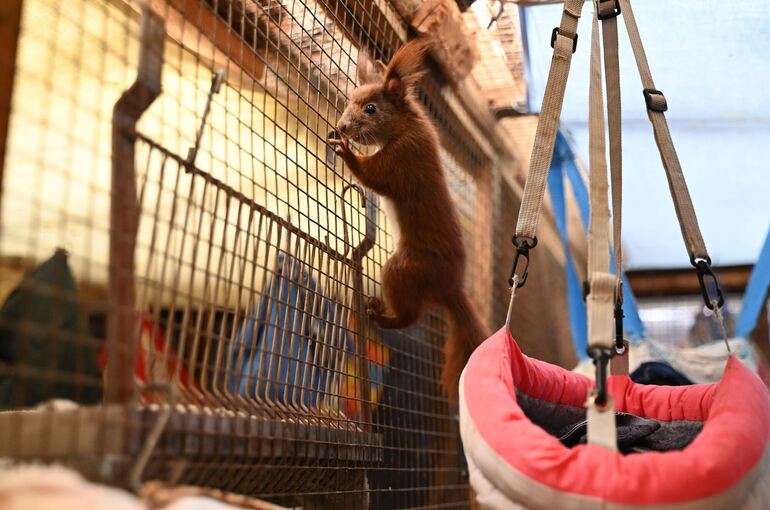 Auffangstation für Eichhörnchen in Teltow