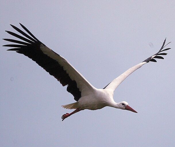 Ein Storch ist im Erlebnispark Tripsdrill mit einer Achterbahn zusammengestoßen.