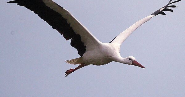 Unfall im Erlebnispark: Storch wird von Achterbahn in Tripsdrill erfasst