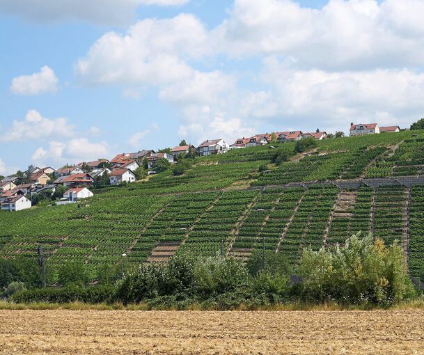 Die Gemmrigheimer Steillagen prägen das Landschaftsbild. Jetzt sollen die Winzer auch von der Gemeinde gefördert werden.