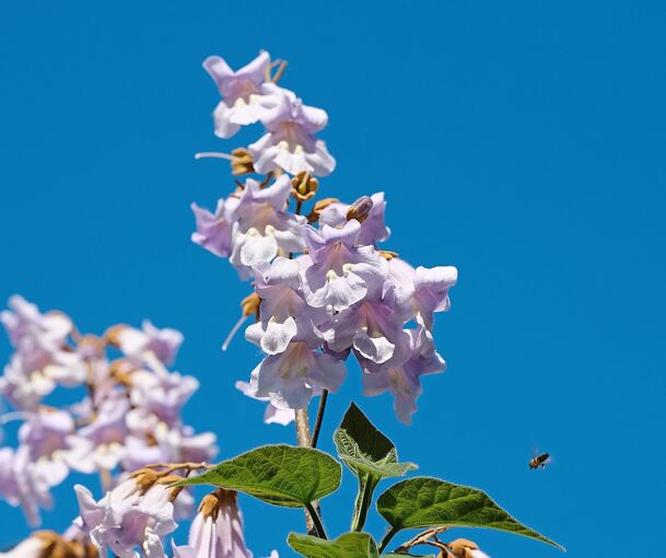 Kastanienblüten sind in Ludwigsburg aktuell häufig zu sehen. Selten hingegen sind diese Blüten des Blauglockenbaums.