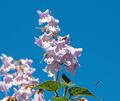 Kastanienblüten sind in Ludwigsburg aktuell häufig zu sehen. Selten hingegen sind diese Blüten des Blauglockenbaums.