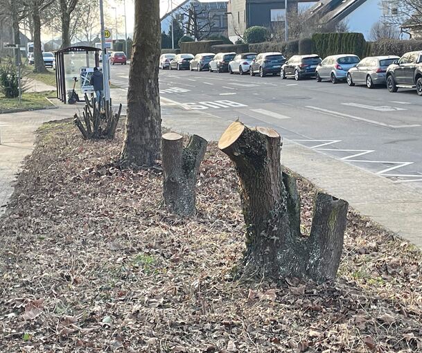 Rückschnitt in Tamm-Hohenstange.