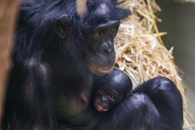 Bonobo-Weibchen im Kölner Zoo geboren