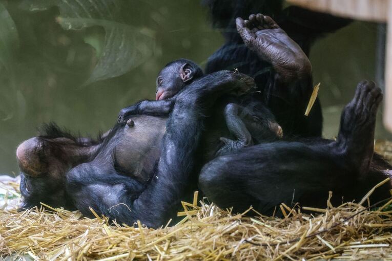 Bonobo-Weibchen im Kölner Zoo geboren
