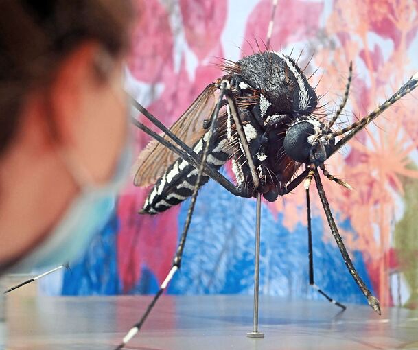Ein übergroßes Modell einer Tigermücke im Museum: Der Eindringling aus Asien gilt als aggressiv und greift tagsüber an.