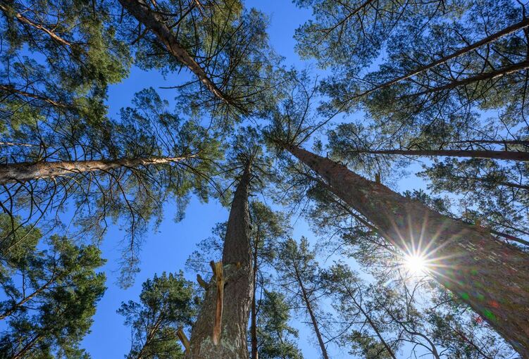 Trockene Wälder und hohe Brandgefahr in Brandenburg
