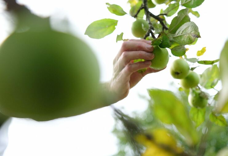 Stehlen statt ernten