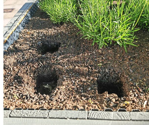 Lavendel-Diebe: Wo die Pflanzen unter dem Baum standen, sind nur noch Löcher geblieben.