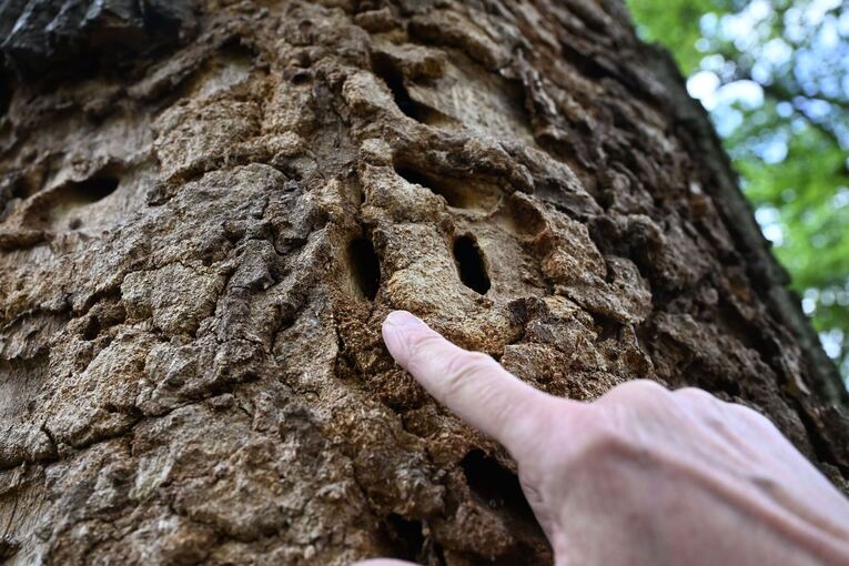 Heldbock-Befall an Eichen