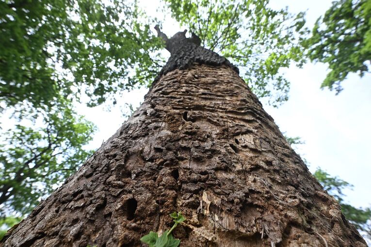 Heldbock-Befall an Eichen