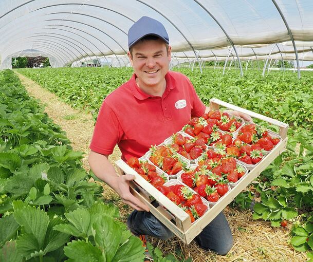 Beerenhof Jaiser, Tim Jaiser, Erdbeerernte