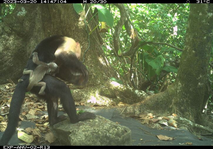 Kapuzineraffenmännchen tragen kleine Brüllaffenbabys