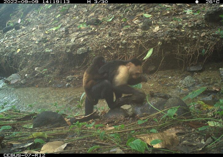 Kapuzineraffenmännchen tragen kleine Brüllaffenbabys