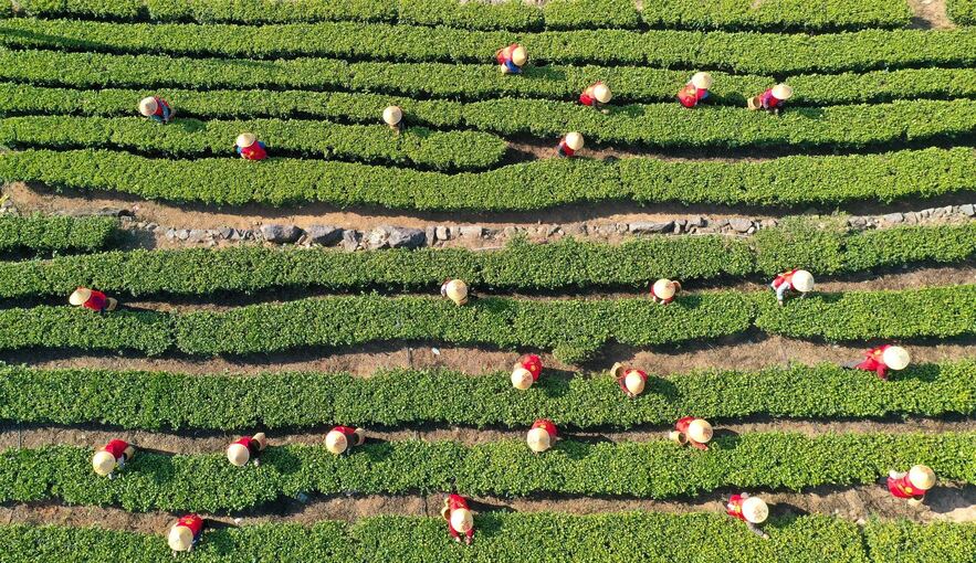 Tee-Ernte in China Tee-Ernte in China