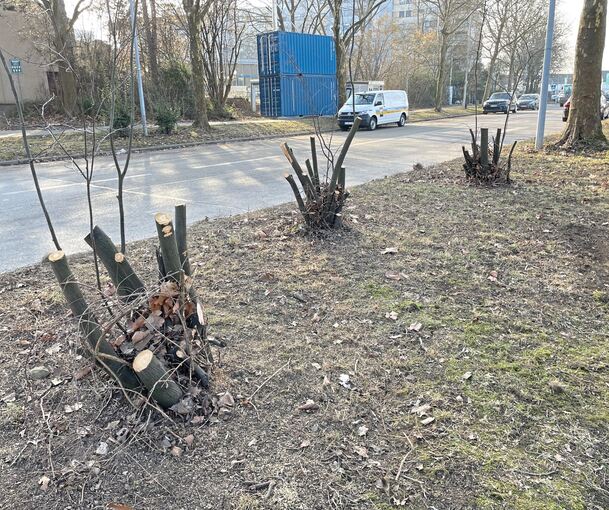 Wer hat auf der Hohenstange an welcher Stelle Hand ans Gehölz gelegt? An der Stuttgarter Straße war es die Stadtgärtnerei, wie im Gemeinderat aufgedröselt wurde.