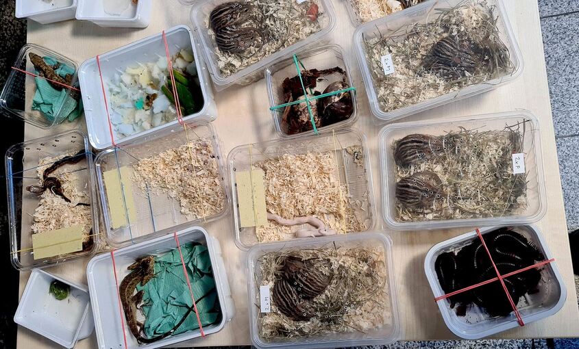 Artengeschützte Tiere in Auto entdeckt