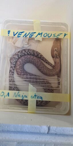 Artengeschützte Tiere in Auto entdeckt