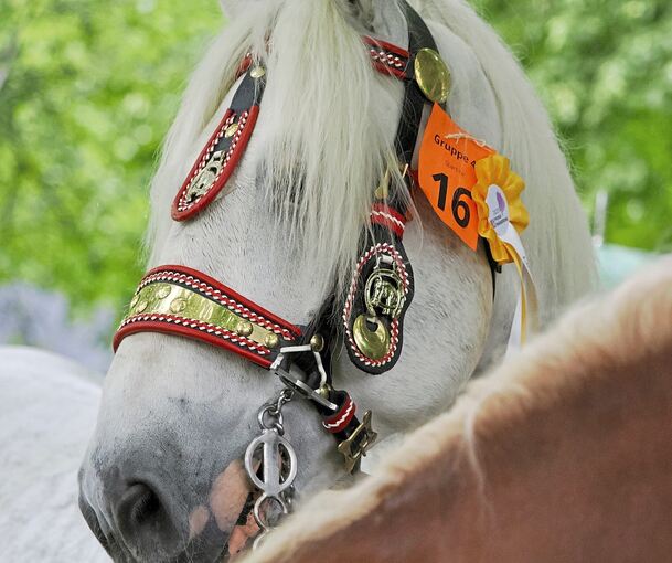Auf der Bärenwiese werden Pferde präsentiert.