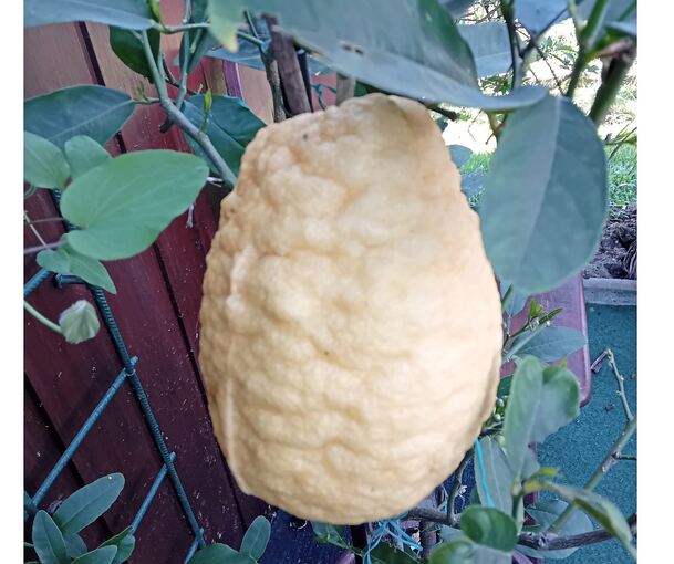 Im eigenen Garten aufgezogen und anschließend verzehrt. Die Amalfi-Zitrone der Familie Bissinger zieht auch die Aufmerksamkeit der Nachbarn auf sich.