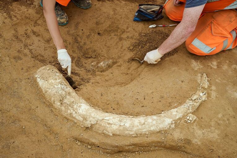 Mammutzahn auf Baustelle entdeckt