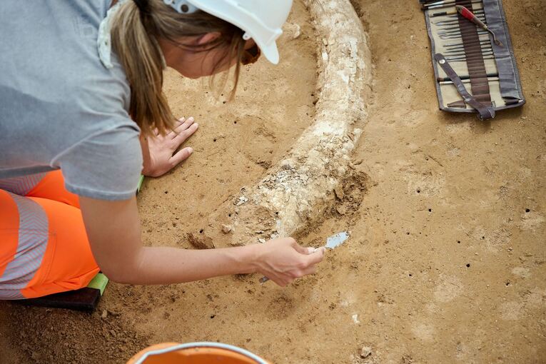 Mammutzahn auf Baustelle entdeckt