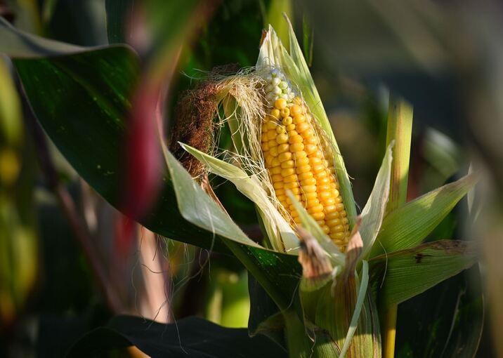 Maisanbau in der Landwirtschaft