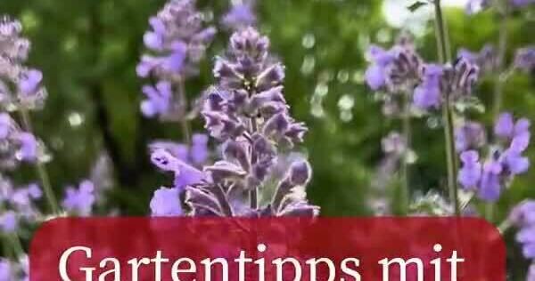 Gärtnertipps mit dem Blüba Insektenfreundliche Pflanzen