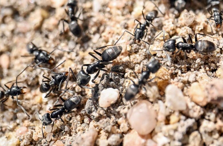 Ameisenplage in Schutterwald