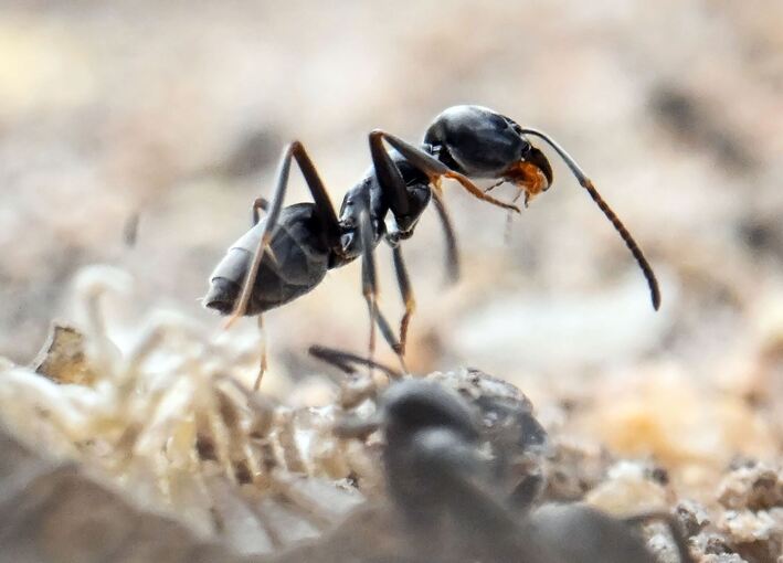 Ameisenplage in Schutterwald