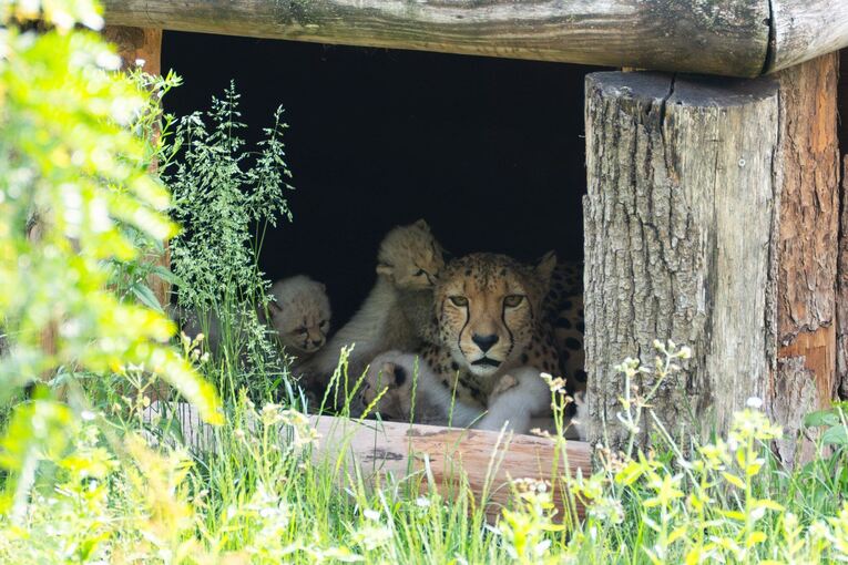 Geparden-Nachwuchs in Stuttgart