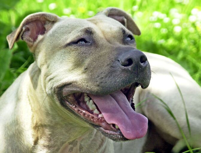 American Staffordshire Terrier