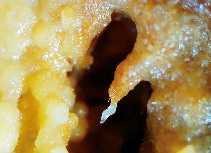 Turm aus Fadenwürmern