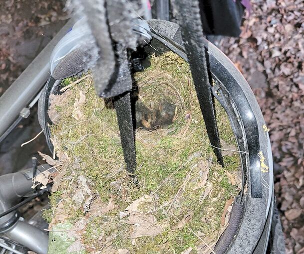 Anfang Mai ist der Nachwuchs geschlüpft.